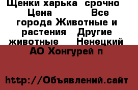 Щенки харька! срочно. › Цена ­ 5 000 - Все города Животные и растения » Другие животные   . Ненецкий АО,Хонгурей п.